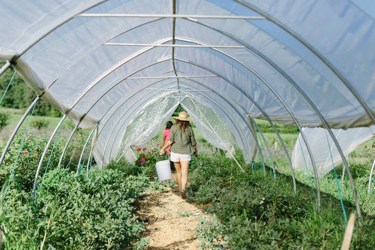 Woman Walking through Greenhouse with Bucket of Flowers