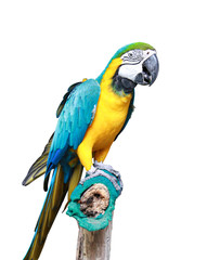 Macaw bird isolated with clipping path on white background. Portrait of amazon's parrot or colorful parrot image.