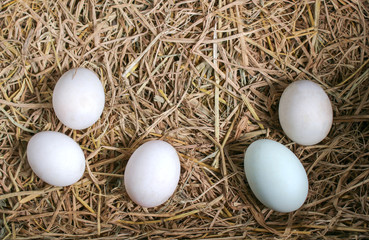 Fototapeta na wymiar Fresh duck eggs on straw background. Top view image.