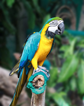 Macaw bird with clipping path. Portrait of amazon's parrot or colorful parrot image.