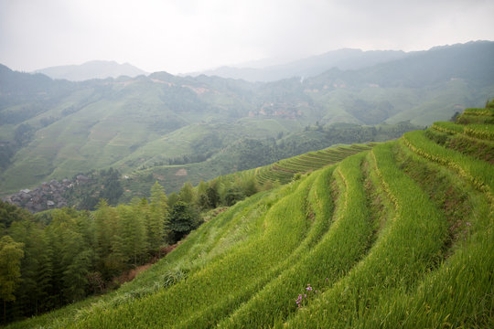 Rice terrace and bamboo plantation