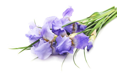 Blue irises in the grass. © ANASTASIIA