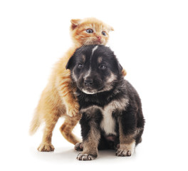 Small cat and puppy.