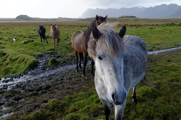 Icelandic horses