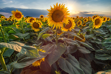Beautiful sunflower field panorama in sunset in summer	