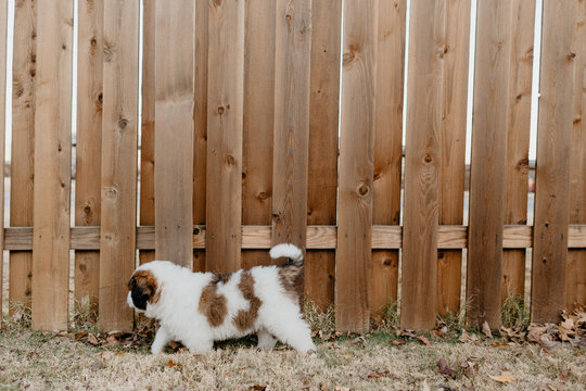 A Puppy Saint Bernard Exploring the Yard - Powered by Adobe