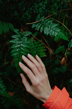 Touch the fern