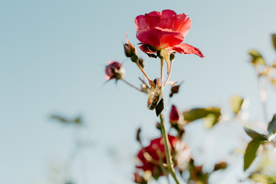 Bright Pink Rose Holding Two Gold Wedding Rings