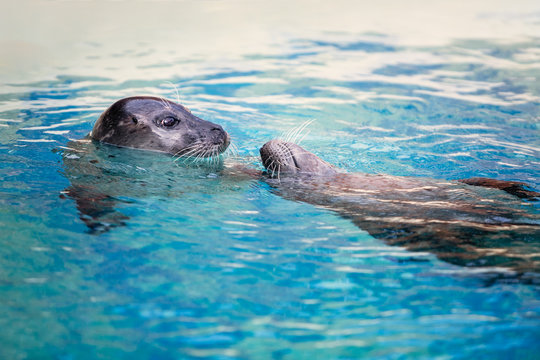 Seal Couple