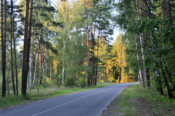 The road to the forest. Summer sunny day.