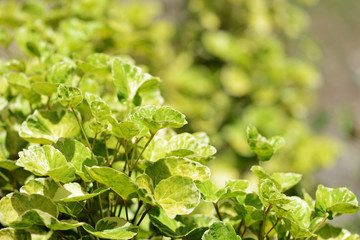 Shrub leaves lit by the bright tropical sun