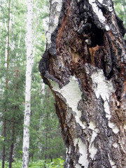 dark hole in an birch tree growing in a summer forest