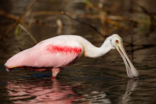 Roseate Spoonbill