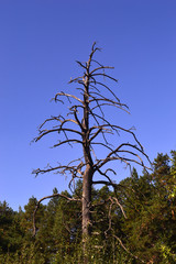 Tree silhouette against the sky. Dry pine trunk in the forest. Background for image for Halloween.