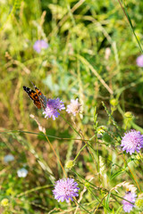 Butterfly on a purple flower on the field. close up. vertical photo