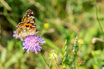 Butterfly on a purple flower on the field. close up
