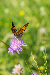 Butterfly on a purple flower on the field. close up. vertical photo