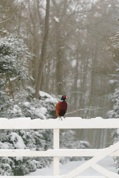 Pheasant Perched On Fence In Woodland Snow