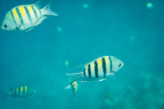 Fish Swimming in Tropical Water
