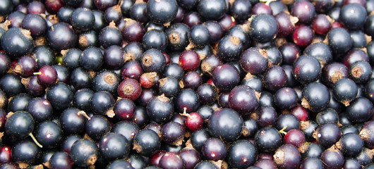 Harvested black currant berries.