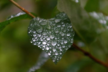 Leaf with Water Drops