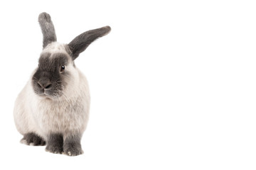 Naklejka premium Lop Rabbit on Isolated Background
