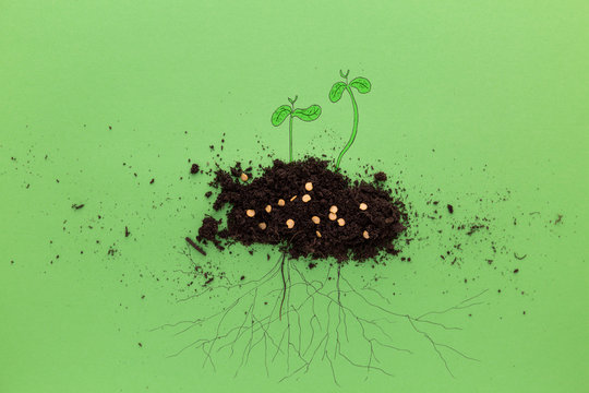 Photo illustration depicting the process of planting seeds and growing seedlings