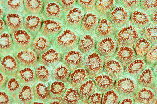 Coral close-up 3