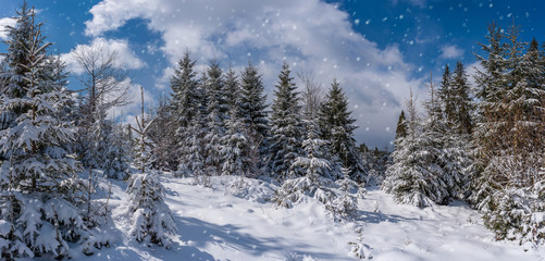 Fototapeta na wymiar winter landscape with snowfall in forest