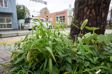 猫じゃらし・郊外・雑草