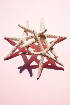Tropical Star Fish