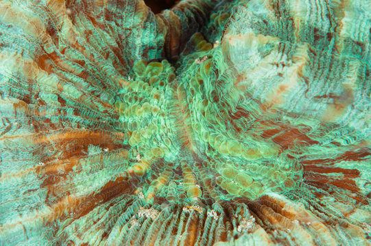 Coral close-up 6