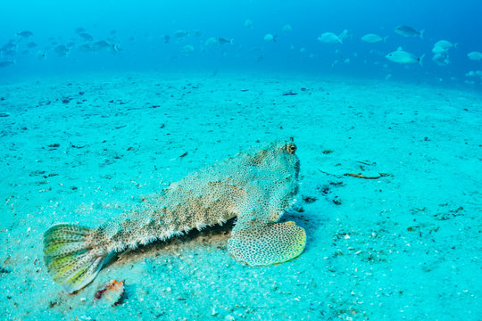 Batfish on the seabed
