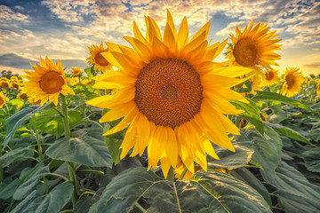 Beautiful sunflower field panorama in sunset in summer	
