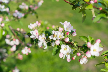 Honey bee pollinating apple blossom. The Apple tree blooms. Spring flowers