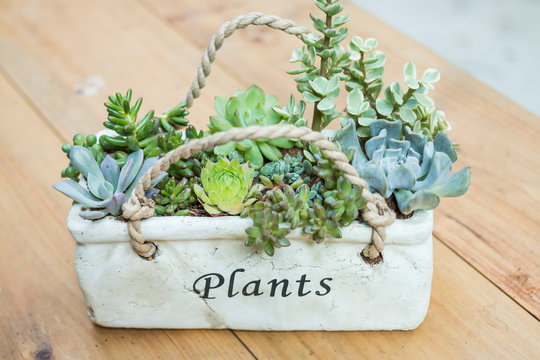Multifarious succulents growing in white container