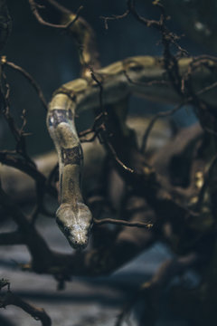 royal python on wooden branches