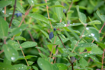 Honeysuckle harvest. Violet berry on the branches. Dew drops on honeysuckle leaves.