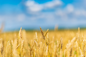 Field of ripe wheat. Photographed against the sky.