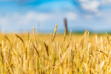 Field of ripe wheat. Photographed against the sky.