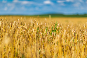 Field of ripe wheat. Photographed against the sky.
