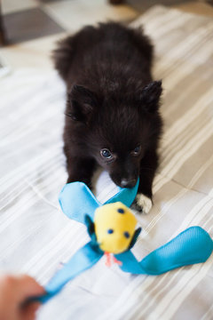 Puppy dog having fun with owner and soft toy