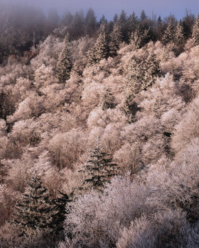 first hoar frost of the year blue ridge mountains north carolina forest deciduous evergreen pines