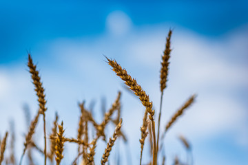 Field of ripe wheat. Photographed against the sky.