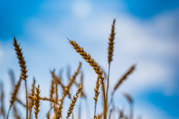 Field of ripe wheat. Photographed against the sky.