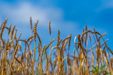 Field of ripe wheat. Photographed against the sky.