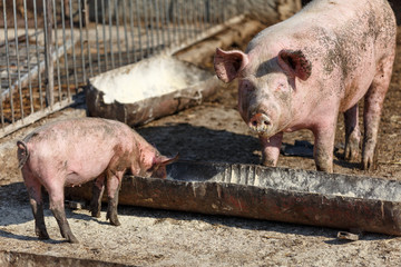 Sow and her little pig eat out of a bowl. Livestock farm.