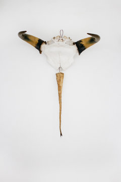 Animal Skull as wall decor