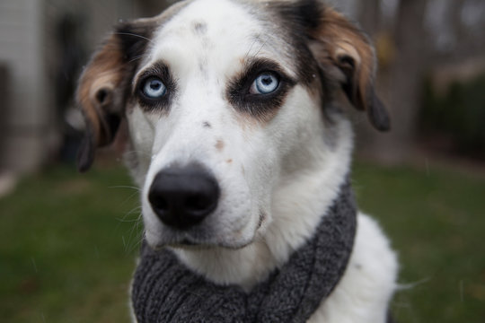 blue eyed dog wearing knitted scarf