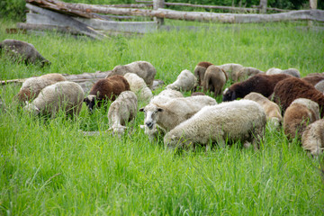 Lambs eat grass in the meadow. Lambs pasture. sheep in the countryside walk.